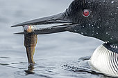 Great northern diver (Gavia immer), Adult with a small trout in its beak. Loon bringing food for its young. La Mauricie National Park, Quebec, Canada
