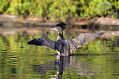 Great northern diver (Gavia immer) three-month-old spreading its wings on a lake., La Mauricie National Park, Quebec, Canada