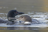 Great northern diver (Gavia immer) four-month-old swimming next to an adult, La Mauricie National Park, Quebec, Canada