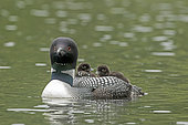 Great northern diver (Gavia immer) carrying its one-month-old chicks on his back, La Mauricie National Park, Quebec, Canada