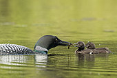 Great northern diver (Gavia immer) feeding its one-month-old young, La Mauricie National Park, Quebec, Canada
