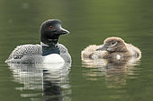 Great northern diver (Gavia immer) swimming with its three-month-old child., La Mauricie National Park, Quebec, Canada