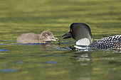 Great northern diver (Gavia immer) feeding its two-month-old chilck La Mauricie National Park, Quebec, Canada