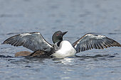 Great northern diver (Gavia immer) spreading its wings over a lake, adult with chick beside it., La Mauricie National Park, Quebec, Canada