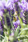 Honey bee foraging on French lavender (Lavandula stoechas)