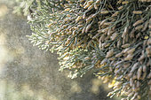 Mediterranean cypress (Cupressus sempervirens) dispersing pollen through wind, Herault, France