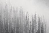 Charred lodgepole pines burned by forest fire silhouetted in the mist, Kootenay National Park, British Columbia, Canadian Rockies, Canada, North America