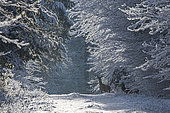 Red deer(Cervus elaphus) females at the edge of a forest track in winter, Vosges, France