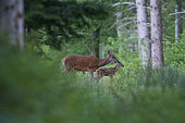 Red deer (Cervus elaphus) hind and fawn, Vosges, France