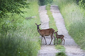 Red deer (Cervus elaphus) hind and fawn on track, Vosges, France