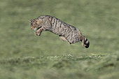 Wildcat (Felis silvestris) jumping, Vosges, France