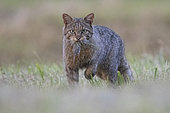 Wildcat (Felis silvestris) with common vole in mouth, Vosges, France