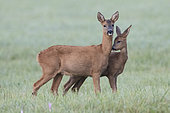 Roedeer (Capreolus capreolus) female and her fawn, Vosges, France