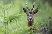 Roedeer (Capreolus capreolus) buck, Vosges, France