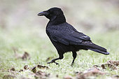 Carrion crow (Corvus corone) walking in the grass, France