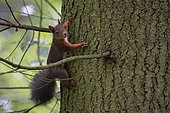 Red squirrel (Sciurus vulgaris) on a trunk, Vosges, France