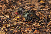 European starling (Sturnus vulgaris) on the ground, France
