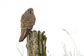 Kestrel (Falco tinnunculus) on a pole in winter, France