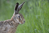 Brown hare (Lepus europaeus), portrait, Vosges, France