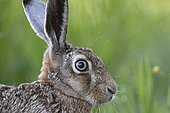 Brown hare (Lepus europaeus), portrait, Vosges, France