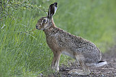 Brown hare (Lepus europaeus) warning, Vosges, France