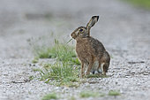 Brown hare (Lepus europaeus), eating a blade of grasse, Vosges, France