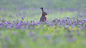 Brown hare (Lepus europaeus) in a flowering clover field, Vosges, France
