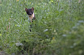 Pine marten (Martes martes) standing on grass, Vosges, France