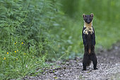 Pine marten (Martes martes) standing on a track, Vosges, France