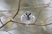 House sparrow (Passer domesticus) male on a branch, France