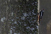 Spotted woodpecker (Dendrocopos major) male on a trunk, France
