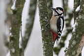 Spotted woodpecker (Dendrocopos major) male on a trunk, France
