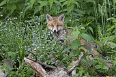 Red fox (Vulpes vulpes) cub, Vosges, France