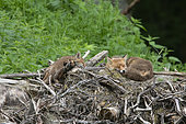Red fox (Vulpes vulpes) adult and young at rest, Vosges, France
