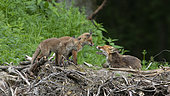Red fox (Vulpes vulpes) adult and young at rest, Vosges, France