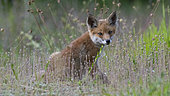 Red fox (Vulpes vulpes) portrait, Vosges, France