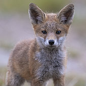 Red fox (Vulpes vulpes) cub, Vosges, France