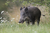 Eurasian boar (Sus scrofa) in the grass, Vosges, France