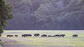 Eurasian boar (Sus scrofa) crossing a clearing, Vosges, France