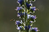 Syrphid (Syrphidae sp) on Blueweed (Echium vulgare) flowers, France