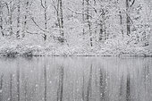 Snowfall on a forest pond, Vosges, France