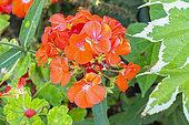 Pelargonium zonale 'Maverick Orange', flowers