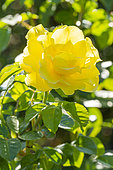 Modern hybrid rose, Rosa 'Lucia', Breeder : Kordes (GER) 1966, flower