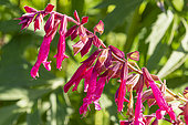 Autumn Sage, Salvia Wendy's Wish', flowers