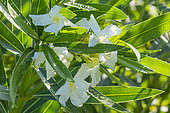 Oleander, Nerium oleander 'White', flowers