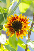 Sunflower, Helianthus annuus 'Chocolate', flower