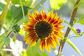 Sunflower, Helianthus annuus 'Chocolate', flower