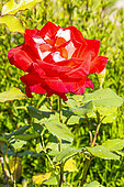 Modern hybrid rose, Rosa 'Decor Arlequin', Breeder: Meilland 1986, flower