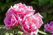 Modern hybrid rose, Rosa 'Deborah MEILLANDECOR', Breeder : Meilland 1989, flowers