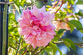 Hybrid rose of wichuraiana, Rosa 'François Juranville', Breeder : Barbier 1906, flower